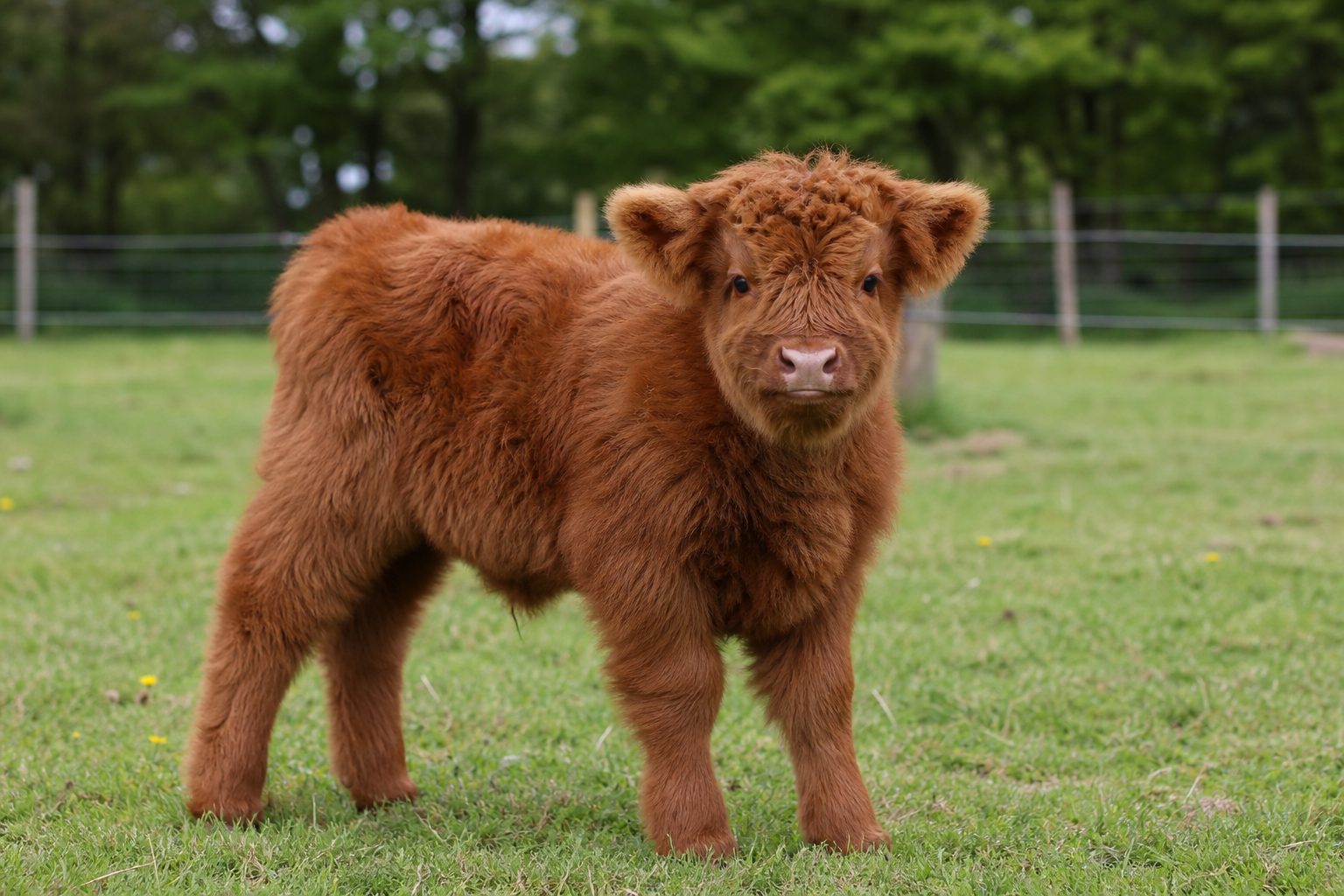 Rusty, our bold and beautiful Mini Highland bull calf with rich coloring, excellent genetics, and a confident, friendly disposition. With his striking coat and solid frame,