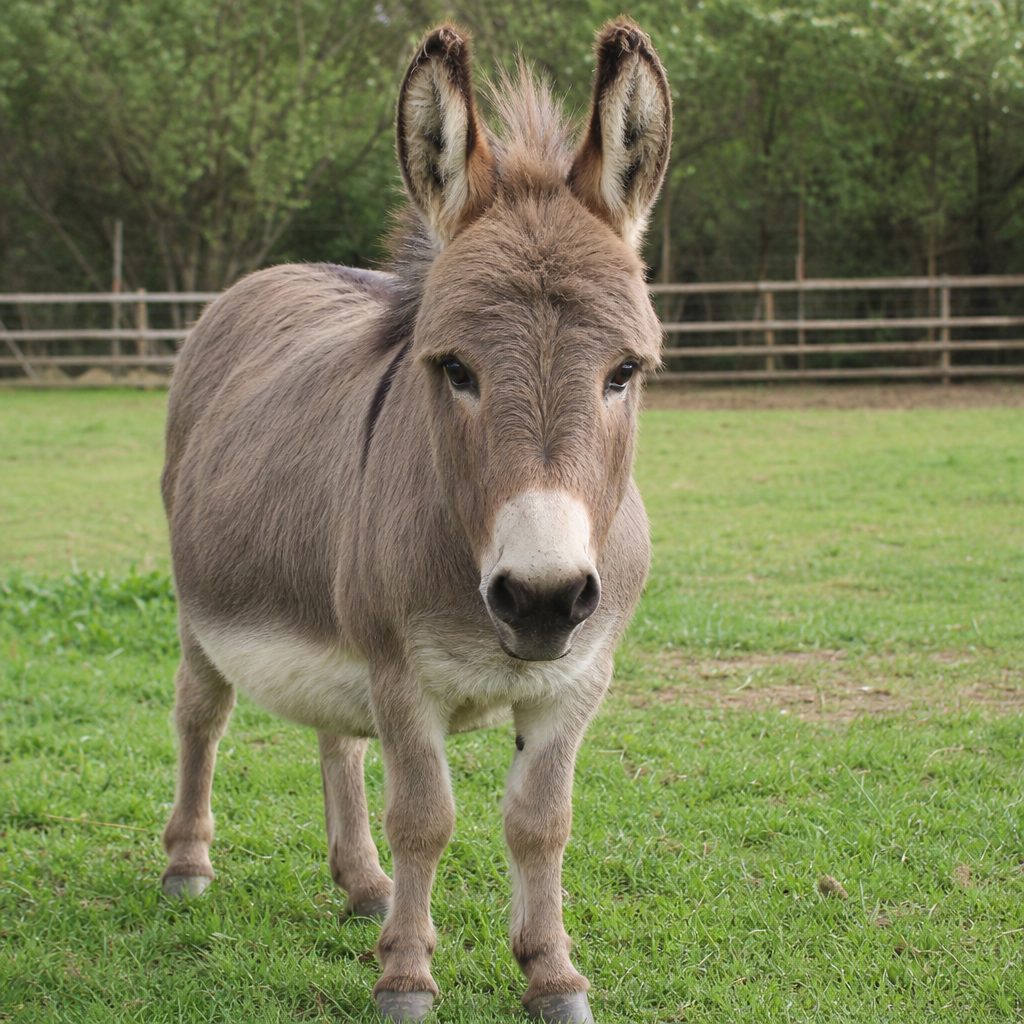 Meet Piper Our adorable Female Mini Donkey For Sale