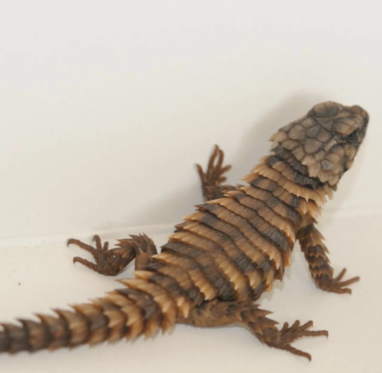 Armadillo Girdled Lizard (Ouroborus Cataphractus) (2) Gorgeous captive bred originally from South African and lives in sub Saharan parts of central Africa. They are social and beautiful as display lizards with their dragon like body call osteoderms