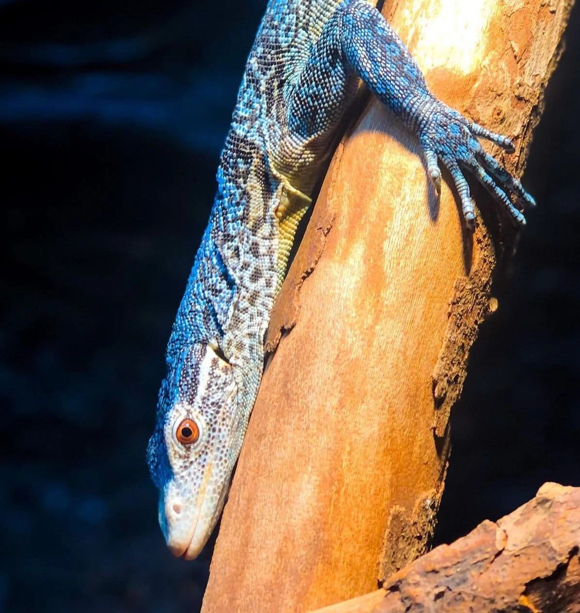 Blue Tree Monitor (Varanus Macraei (3) Blue tree monitor is a gorgeous lizard native to the tropical habitat of Batanta Island, Indonesia, and is highly sought after by reptile aficionados worldwide. This species is also known as the blue-spotted tree monitor with very bright sapphire blue.