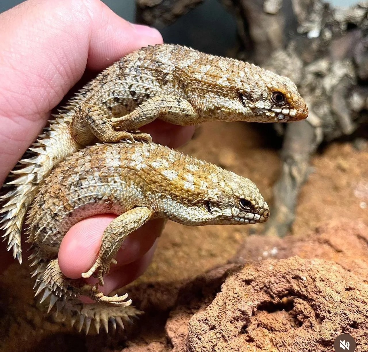 These beautiful captive bred skinks are originally from the woodlands of Australia. They have a wonderful beige color with smaller white areas and piercing red eyes, their head is short with a blunt snout, and its tail has elongated spines, which scares predators away. With adults reaching up to 14cm, they like feeding on crickets and small insects.
