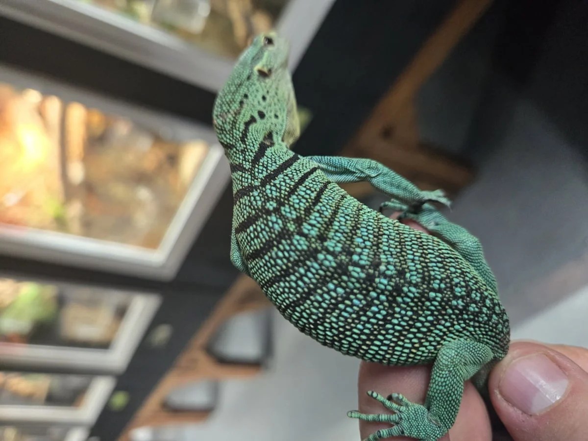 Green Tree Monitor (Varanus Prasinus)