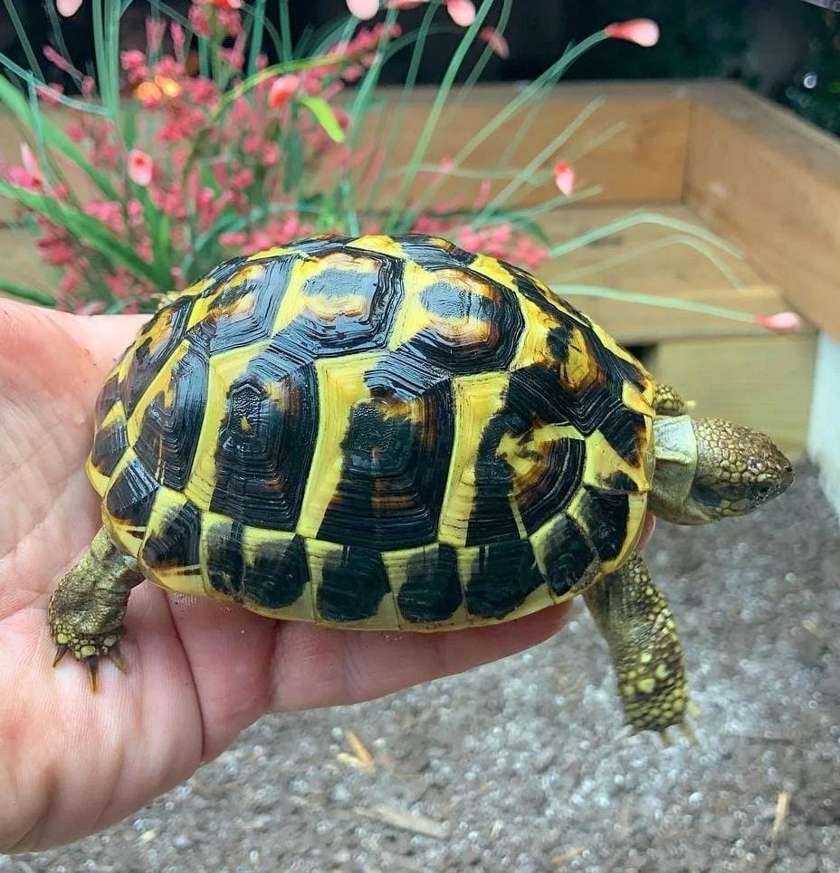 Hermann Tortoise (Testudo Hermanni) (2) Hermann’s tortoises are one of the most popular tortoise species in the exotic pet hobby. All of the Hermann’s tortoises are captive bred, they naturally roam a wide range across Southern Europe. The species Testudo hermanni is comprised of two main subspecies, the western subspecies (Testudo hermanni hermanni) and eastern subspecies (Testudo hermanni boettgeri), both of which are considered to be threatened species in the wild.