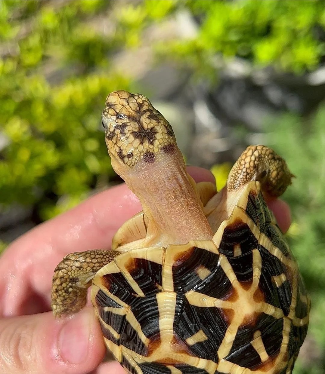 Indian Star tortoise represent the some of the smallest species of tortoise in the world. They are also the smallest of the star tortoise family. These guys are easy to care for, grow to around 6-10″ at full size and can weigh anywhere from 1-5 pounds at average adult size or less. We have them available in well started baby,