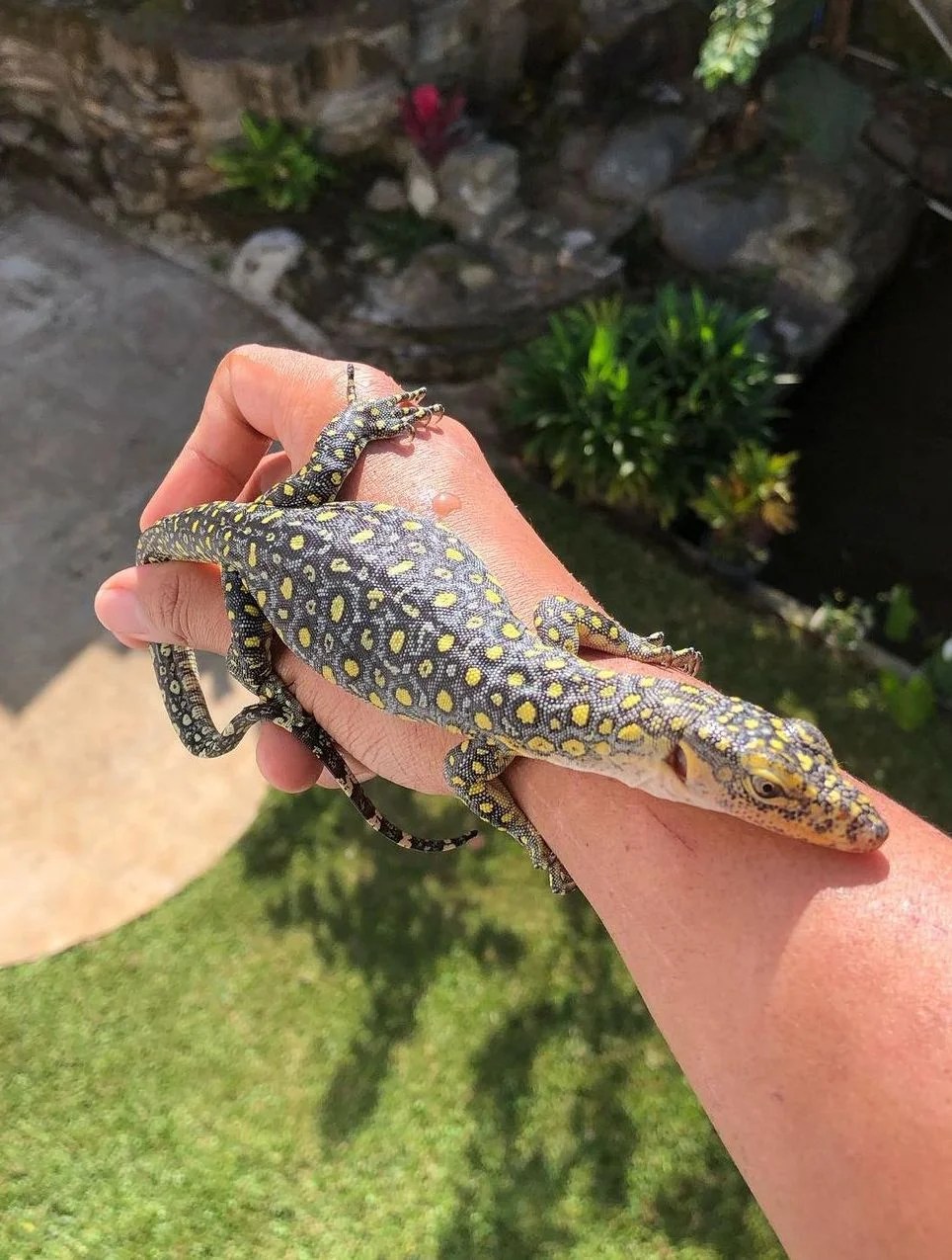 Kei Island monitor - Varanus Colei