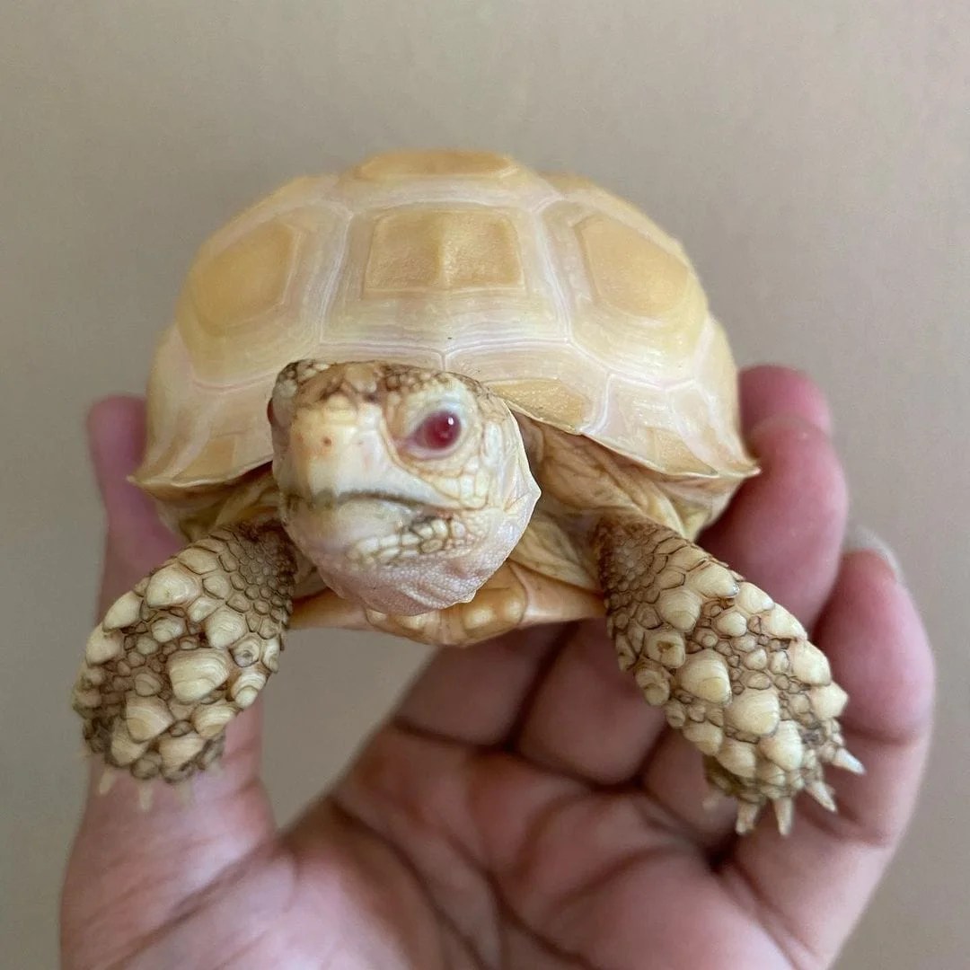 Albino Sulcata tortoise represent the 3rd largest tortoise in the world, only behind the Galapagos and Giant Aldabra tortoises. These guys are easy to care for, grow to around 24″ at full size and can weigh anywhere from 50-80 pounds at average adult size. We have them available in baby, well started baby, yearling, juvenile and young adult sizes. With a biologist on site, shop with confidence and health guarantee.