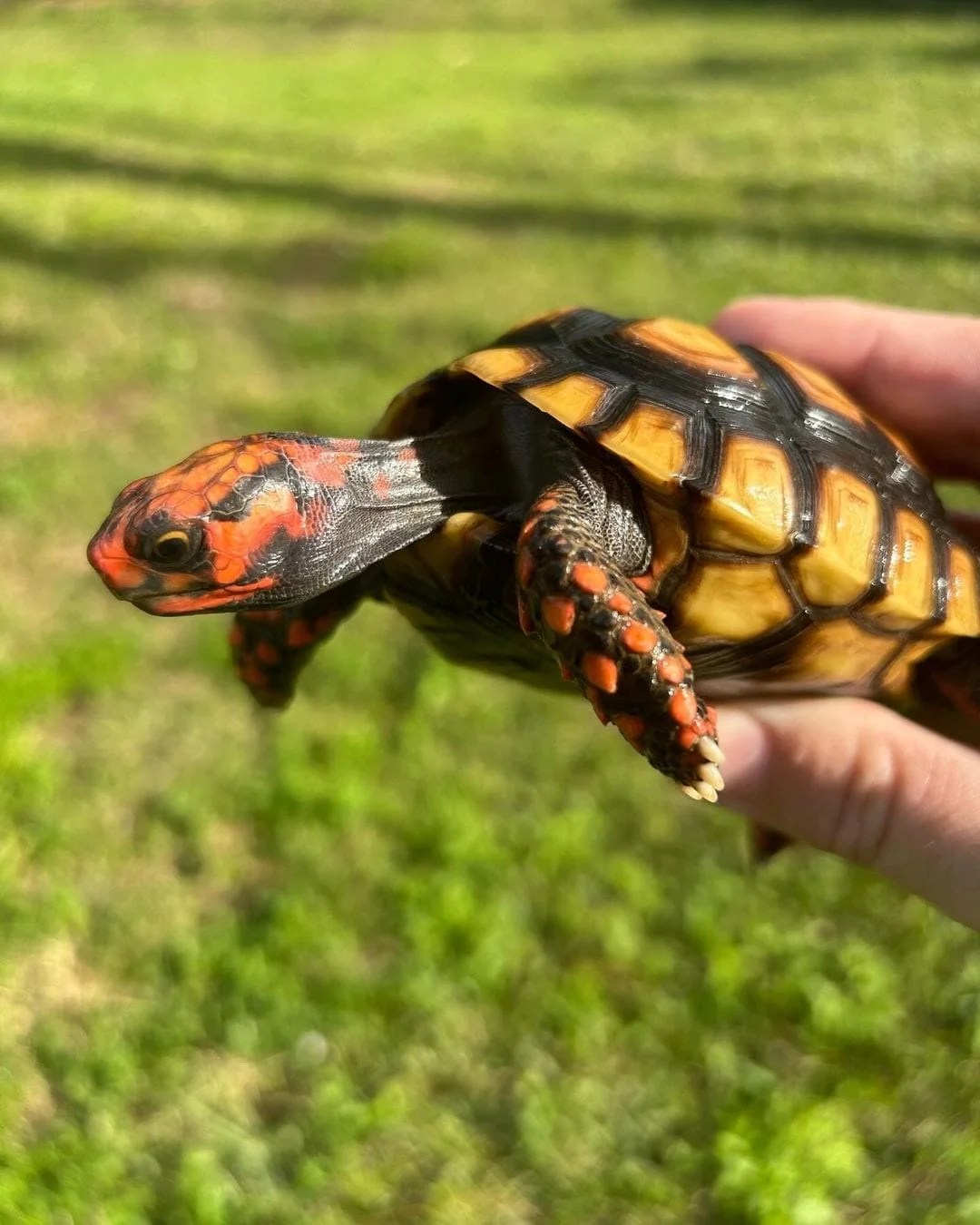 Native-Exotics Red Footed Tortoise (Chelonoidis Carbonaria)2) Cherry Head tortoise represent the one of the most colorful tortoise for sale in the world, along with the red foot and yellow foot. These guys are easy to care for, grow to around 11″ at full size and can weigh anywhere from 8-12 pounds at average adult size