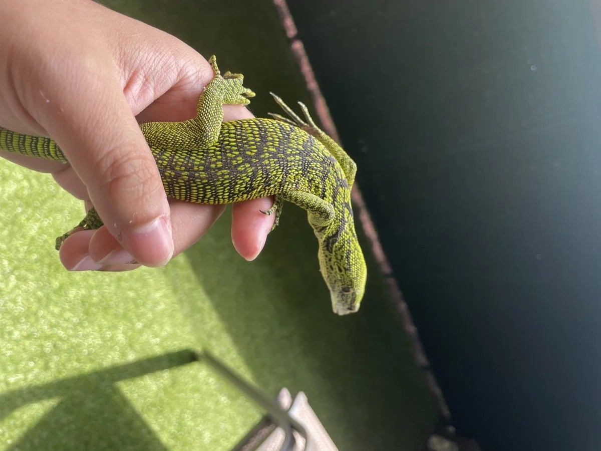 Yellow Tree Monitor - Varanus Reisingeri
