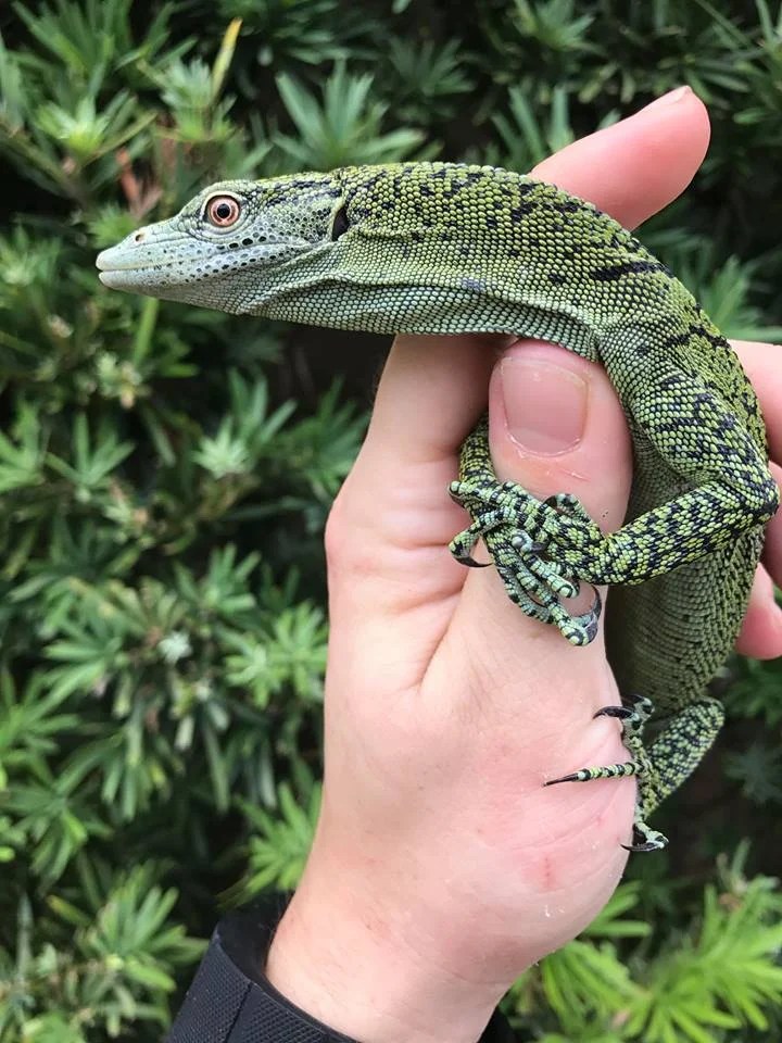 Biak Tree Monitor - Varanus Kordensis
