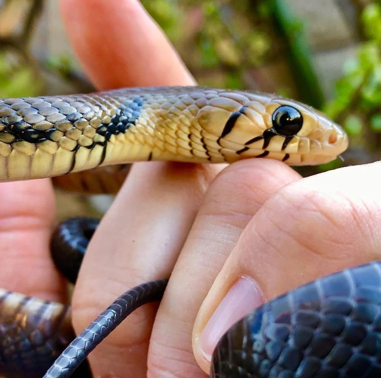 Black Tail Cribo - Drymarchon Melanurus