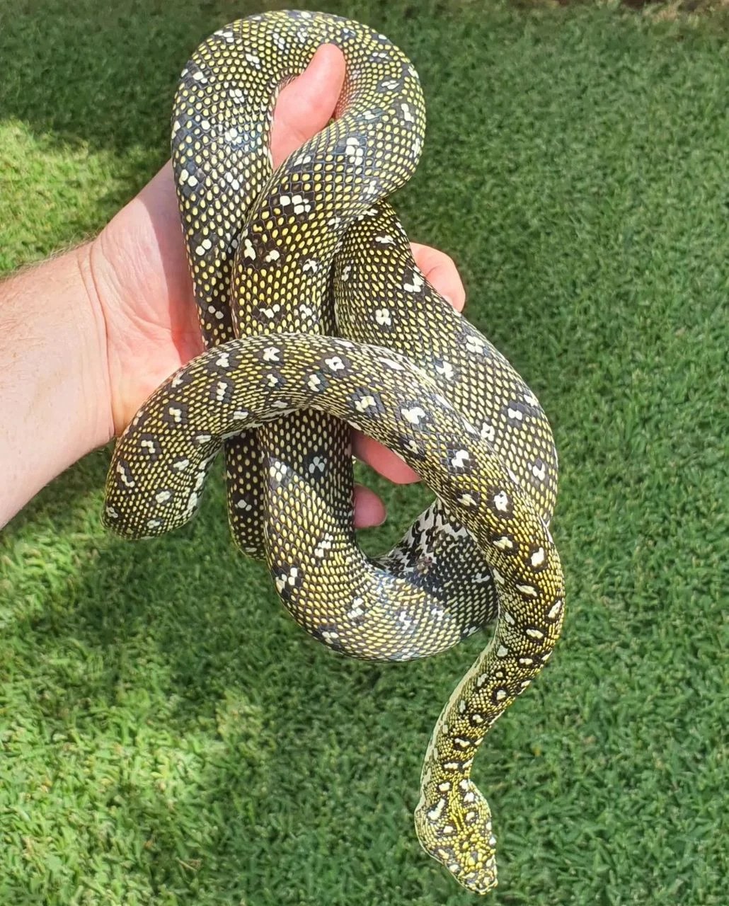 Diamond Carpet Python - Morelia Spilota Spilota