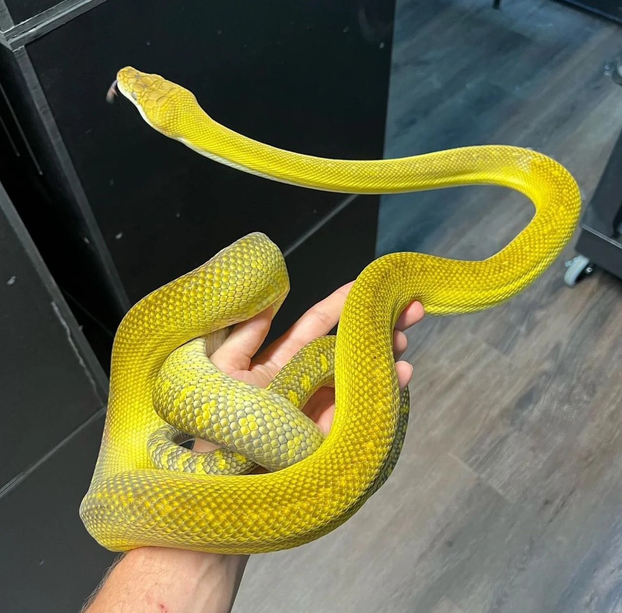 Moluccan Python - Simalia Clastolepis