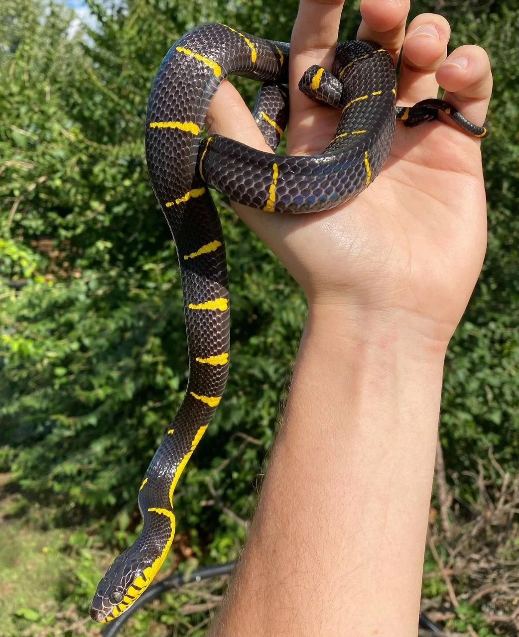 Mangrove Snake - Boiga Dendrophila