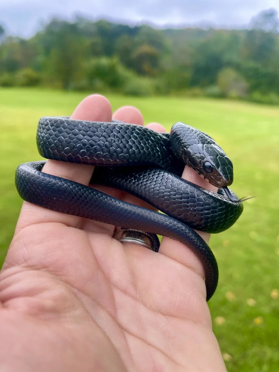 Eastern Indigo Snake - Drymarchon Couperi