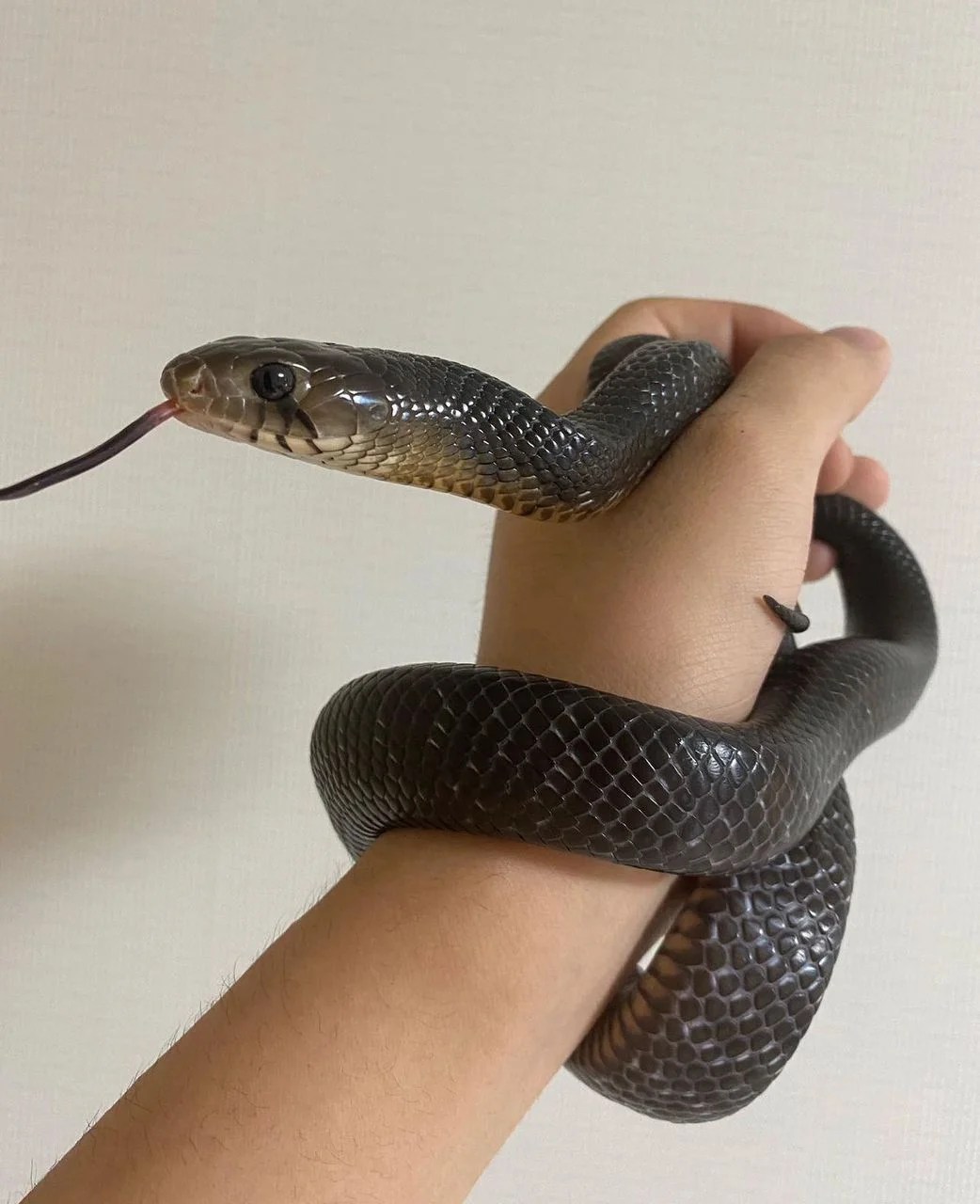 Texas Indigo - Drymarchon Melanurus Erebennus
