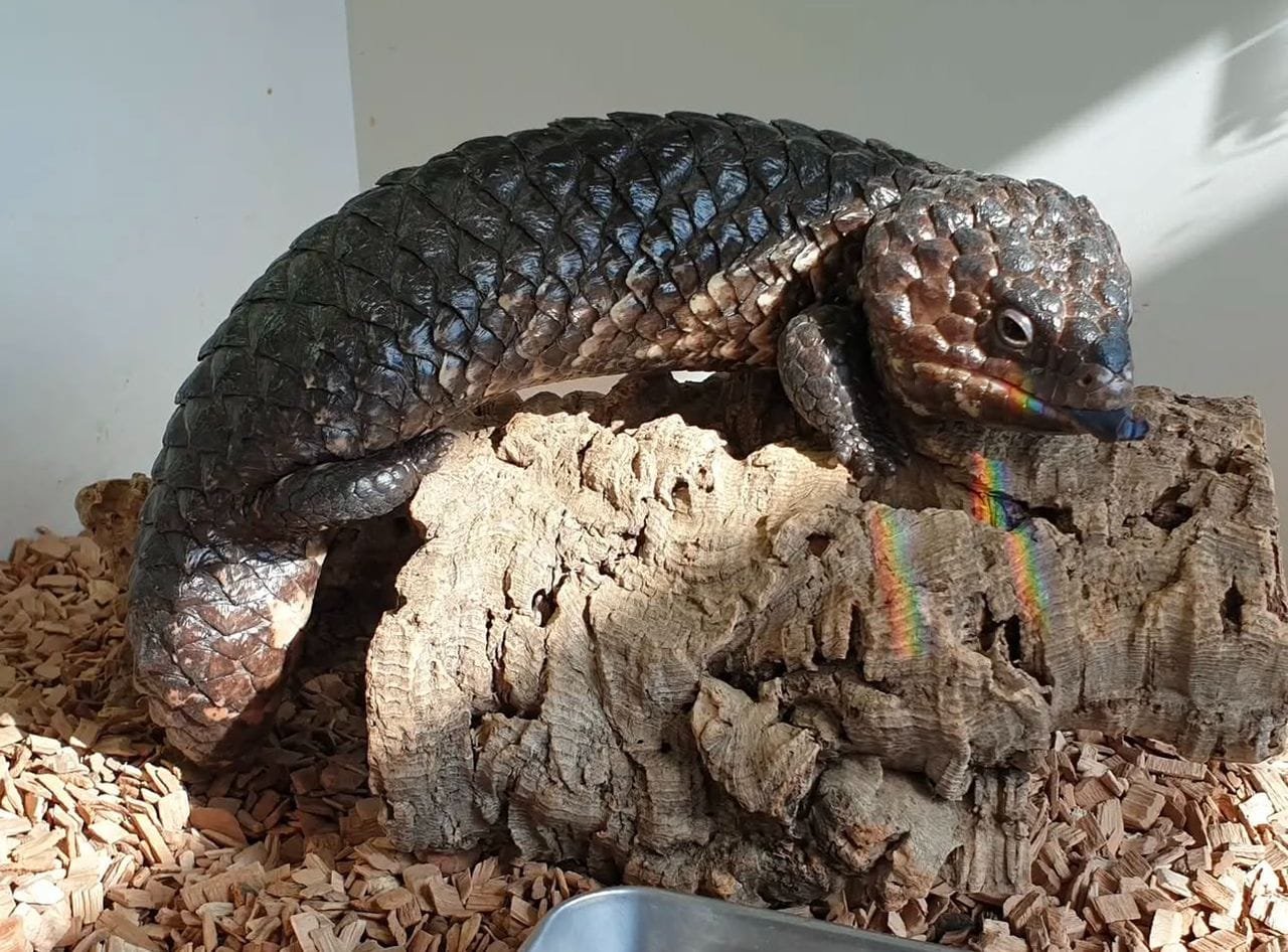 Shingleback Lizard - Tiliqua Rugosa