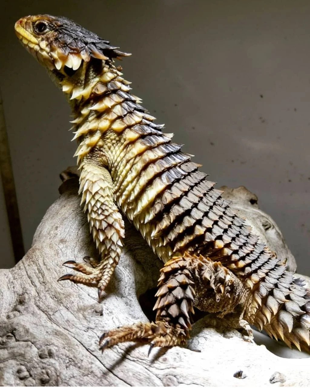 Sungazer Lizard - Smaug Giganteus