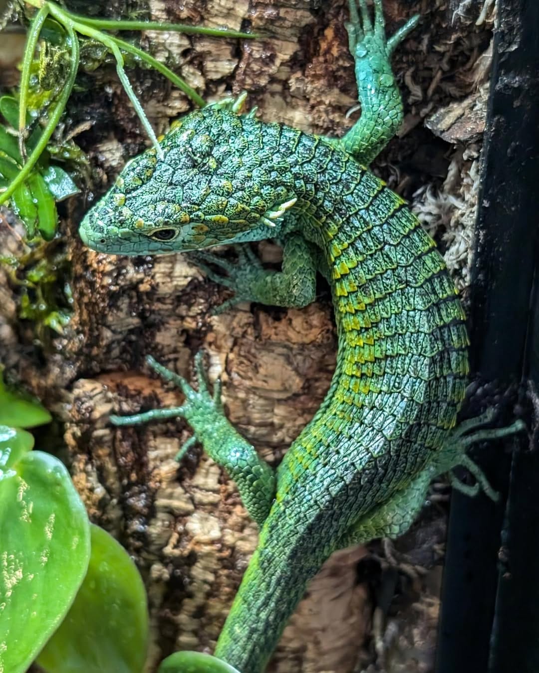 Smith's Arboreal Alligator - Abronia Smithi