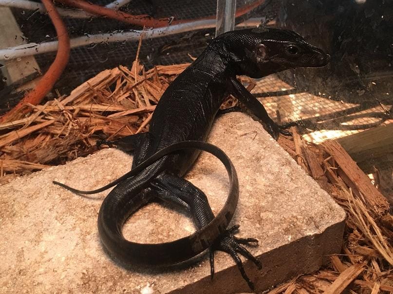 Black Dragon Water Monitor - Varanus Salvator