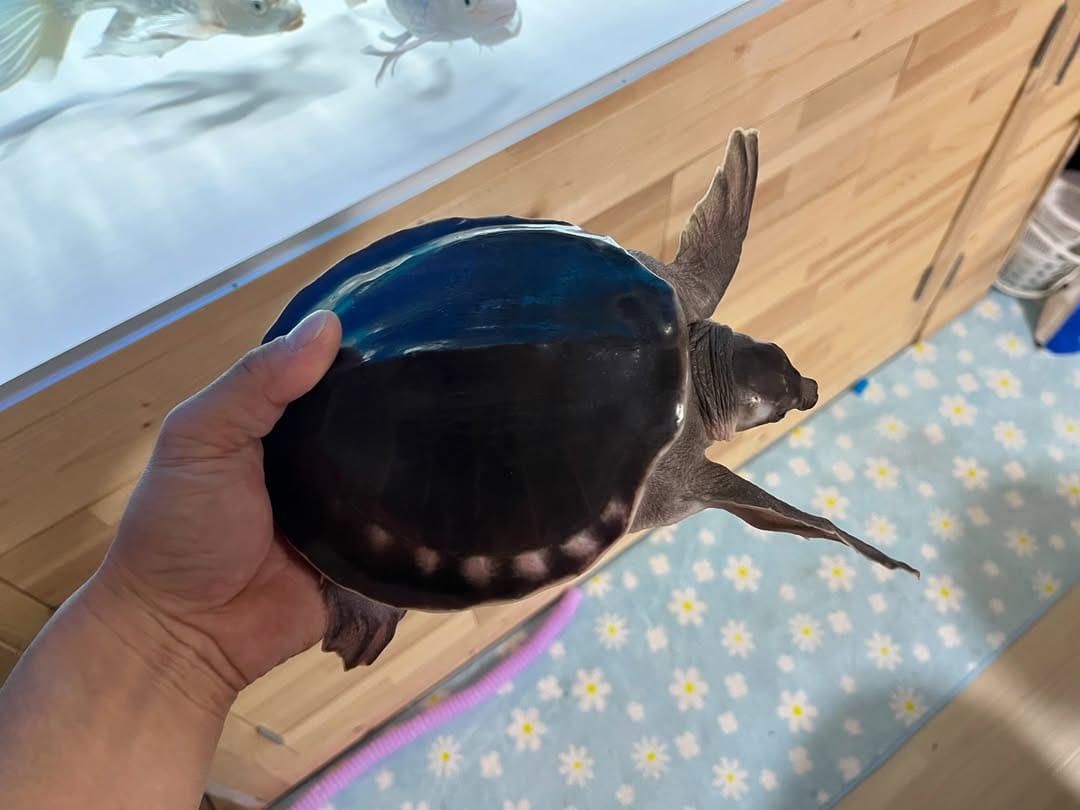 Fly River / Pig-nosed Turtle - Carettochelys Insculpta